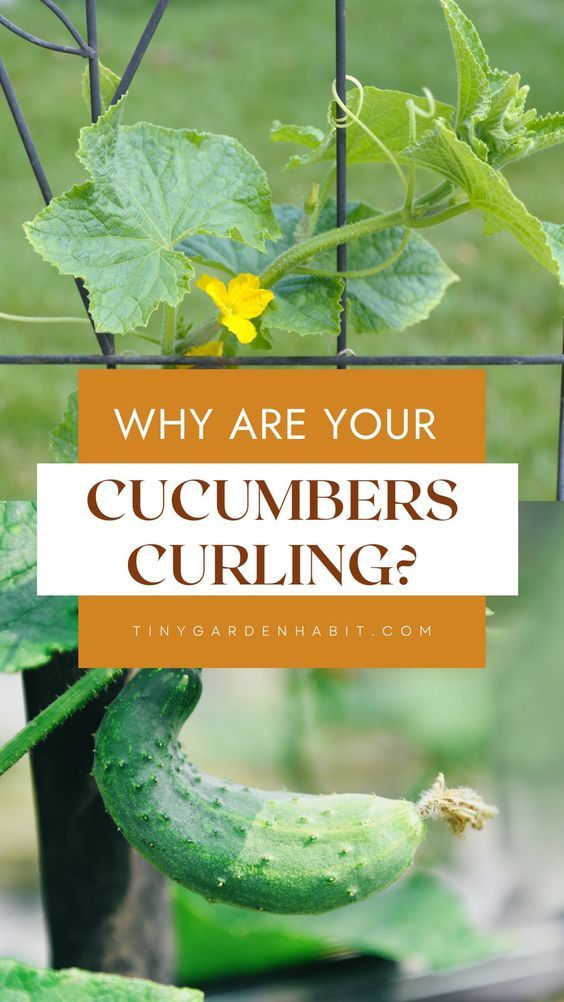 cucumbers growing in a garden with the words why are your cucumbers curling?