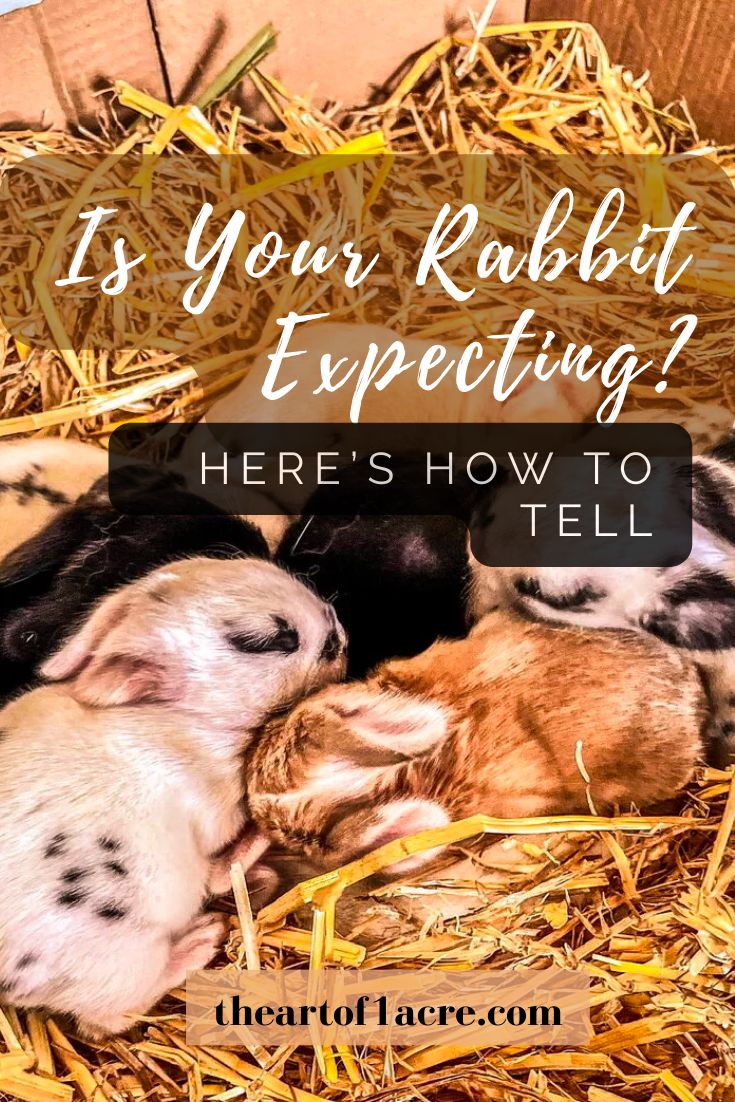 three baby rabbits laying in hay with the words is your rabbit expecting? here's how to tell