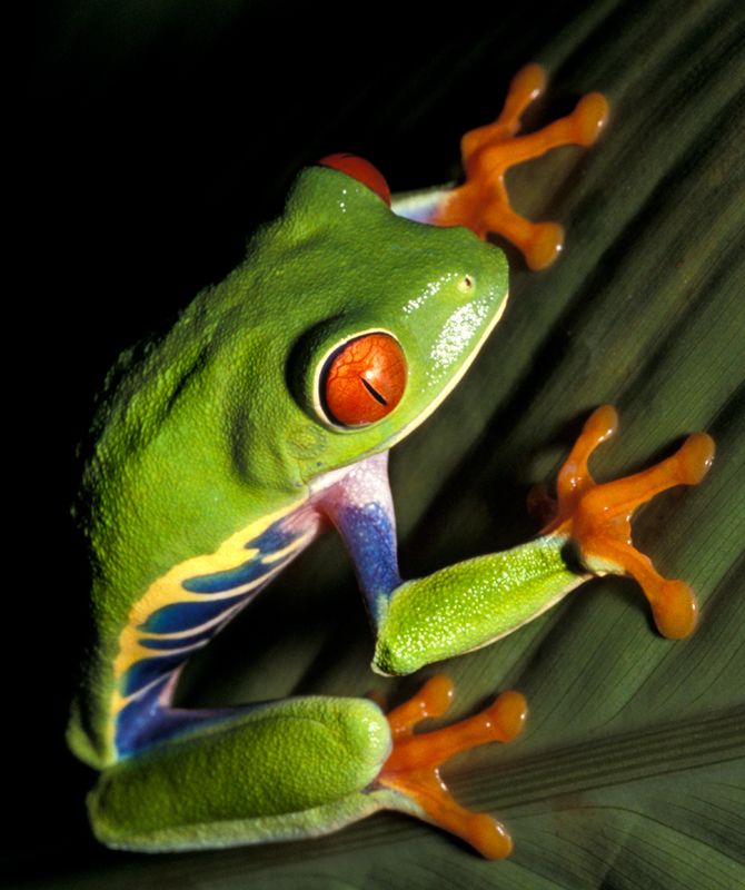 a red eyed tree frog sitting on top of a leaf