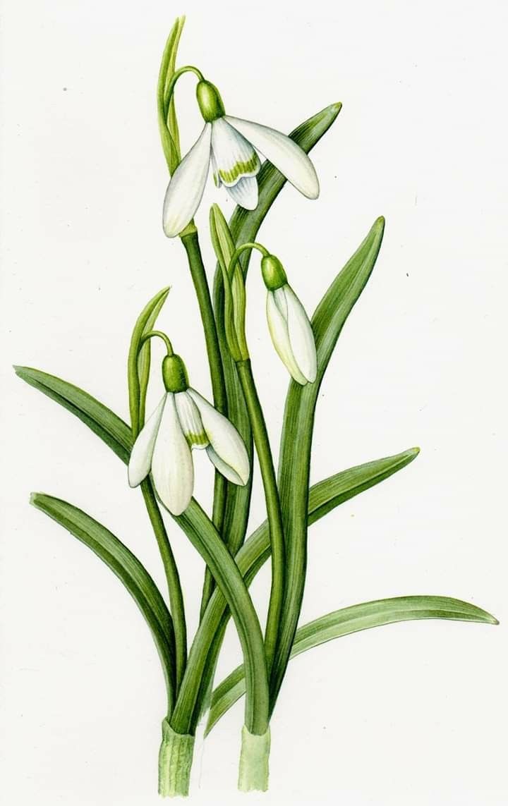 an illustration of some white flowers on green stems