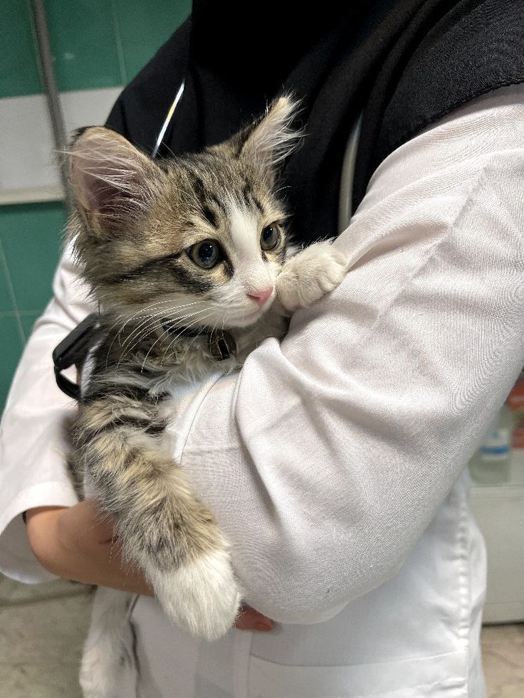 a person holding a small kitten in their arms while wearing a stethoscope