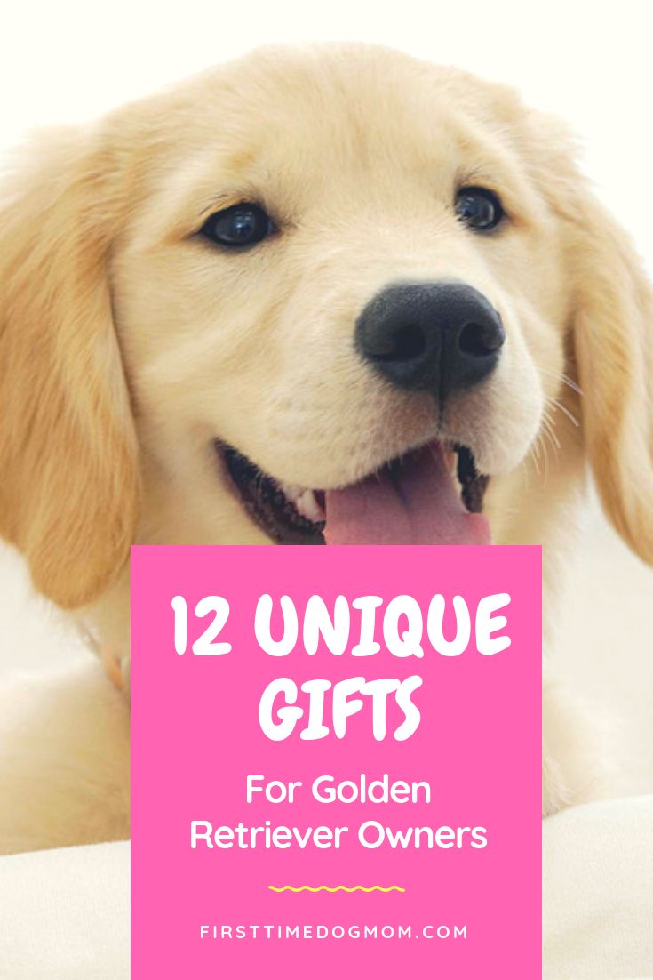 a dog holding a sign that says, 12 unique gifts for golden retriever owners