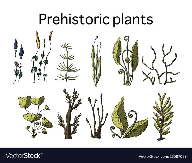 various plants and leaves on a white background with the words, prehisticic plants