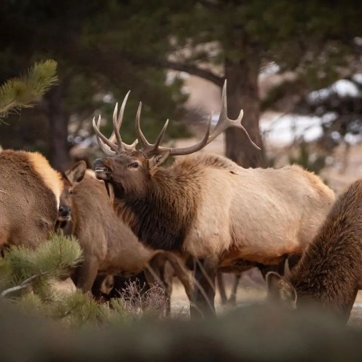 a herd of elk standing next to each other