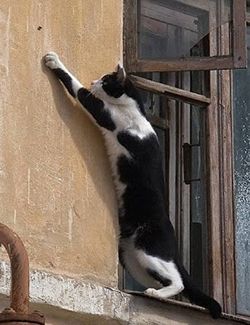 a black and white cat climbing up the side of a building with its paw in an open window