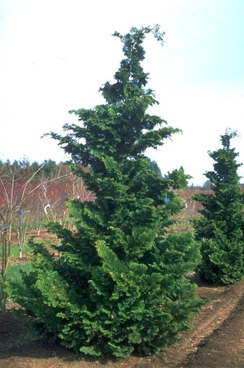 a row of evergreen trees in the middle of a field with blue sky behind them