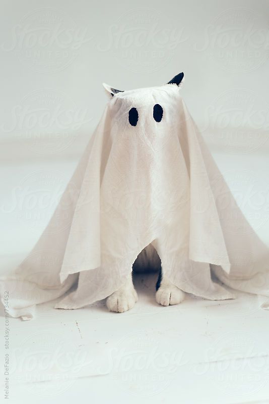 a white dog wearing a ghost costume with black dots on its eyes and nose, standing in front of a white background