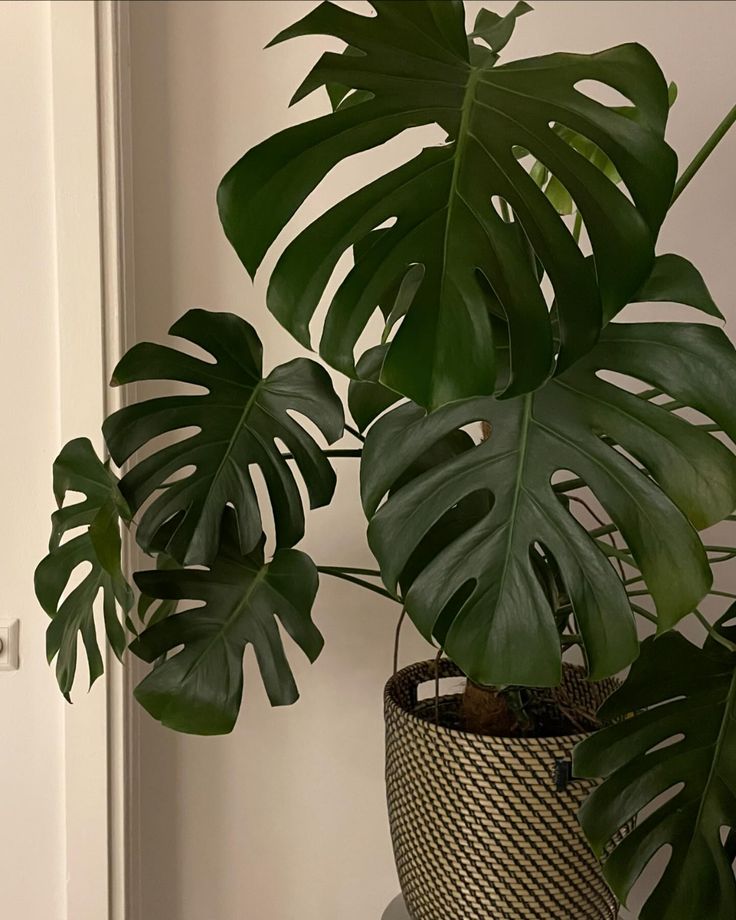 a large green plant sitting on top of a wooden table next to a white door