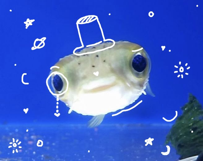 a fish with a top hat on it's head swimming in an aquarium tank