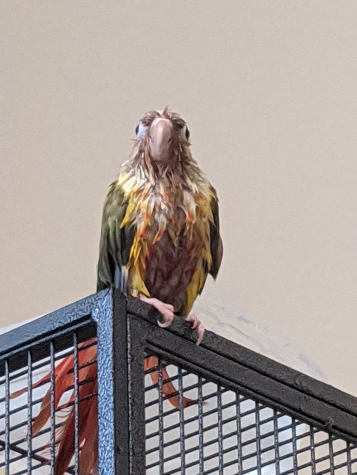 a colorful bird perched on top of a metal fence next to a building and sky