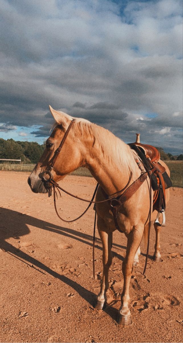 a brown horse standing on top of a dirt field