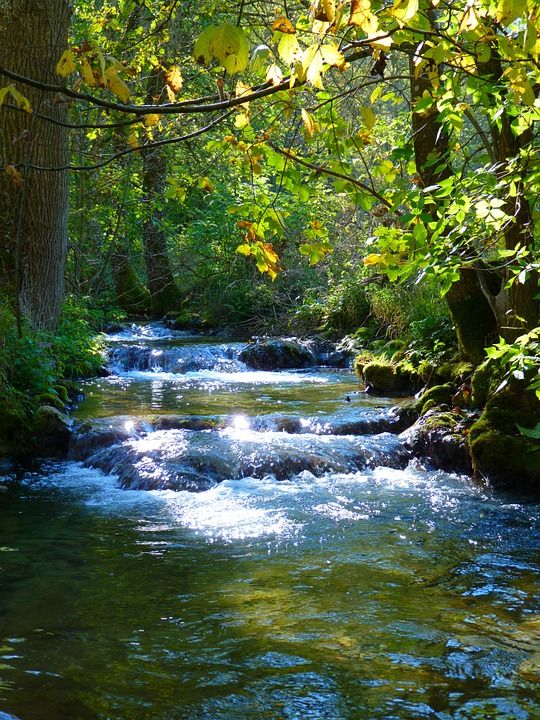 a river running through a forest filled with lots of green trees and leaves on the side