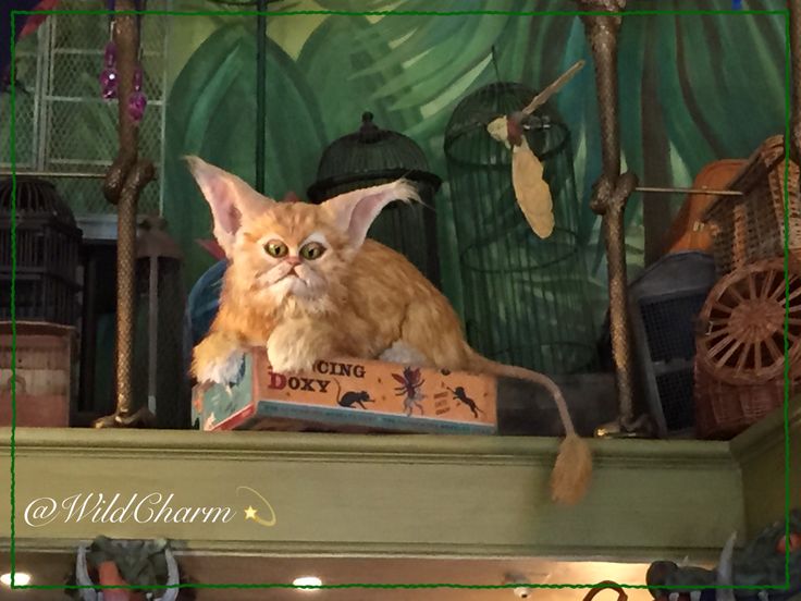 an orange cat sitting on top of a shelf in a room filled with birds and other items