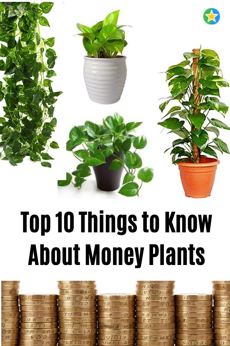 the top ten things to know about money plants