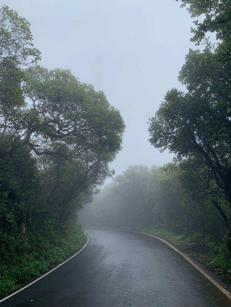 an empty road surrounded by trees in the fog