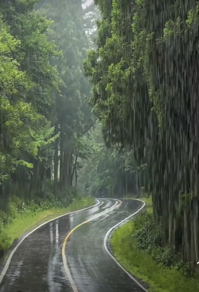 a wet road in the rain with trees on both sides