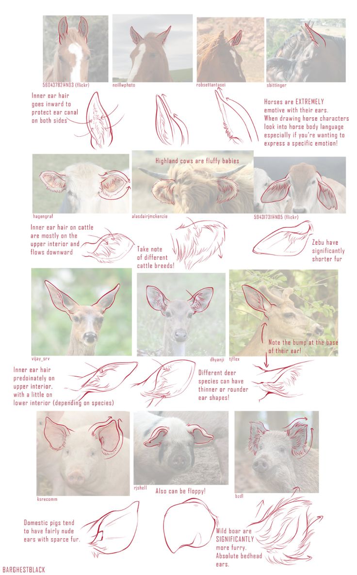 the instructions for how to draw an animal's head