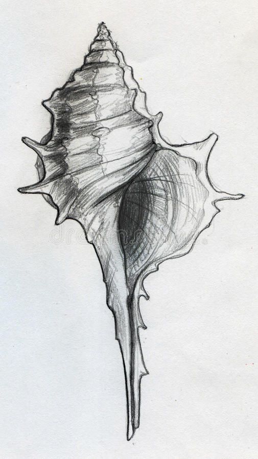 a pencil drawing of a sea shell