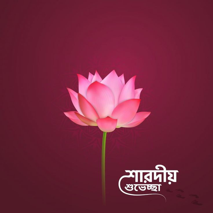 a pink lotus flower on a red background with the words happy new year written in two languages