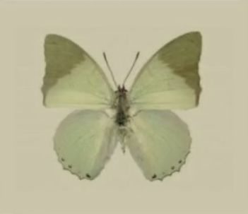 a white butterfly with brown spots on its wings