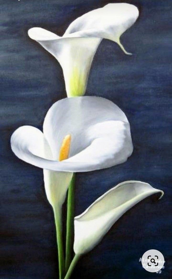 two white calla lilies on a dark blue background with the words happy birthday