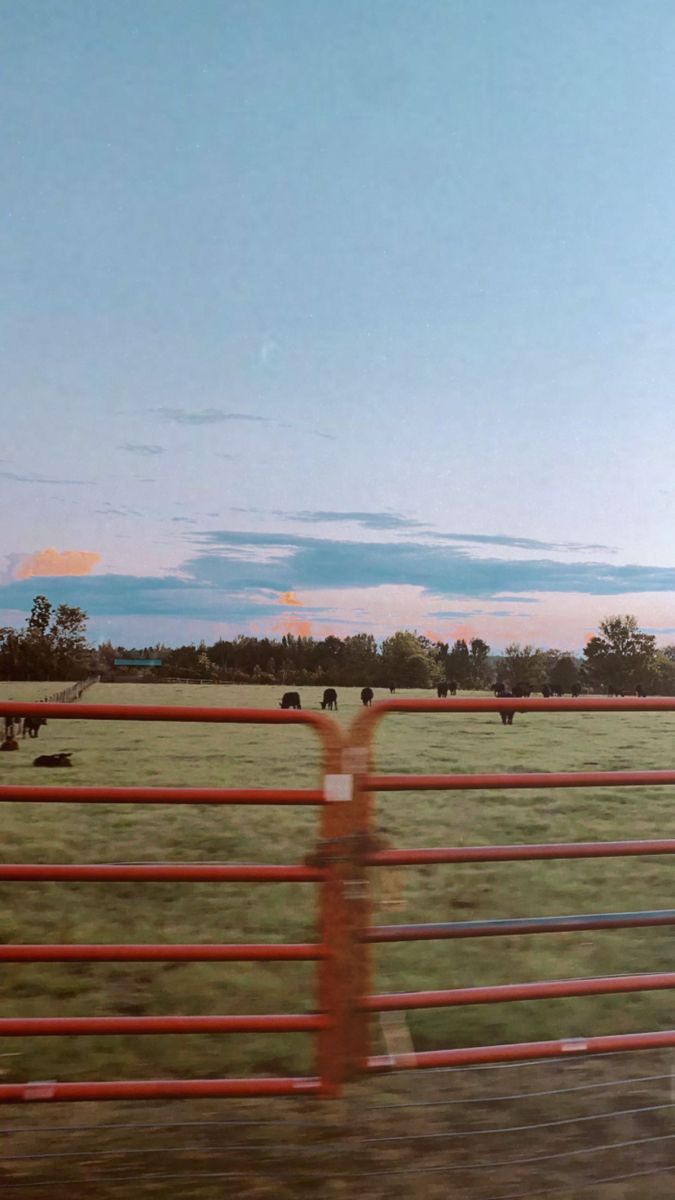 cows grazing in a field behind a red fence with the sun going down on them