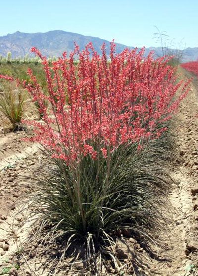 a red plant in the middle of a dirt field with mountains in the back ground