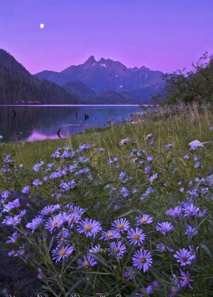 purple flowers in the foreground with mountains in the background at dusk, and a lake on the far side