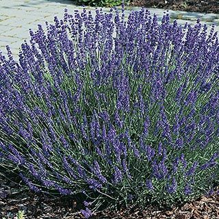 purple flowers are growing in the garden