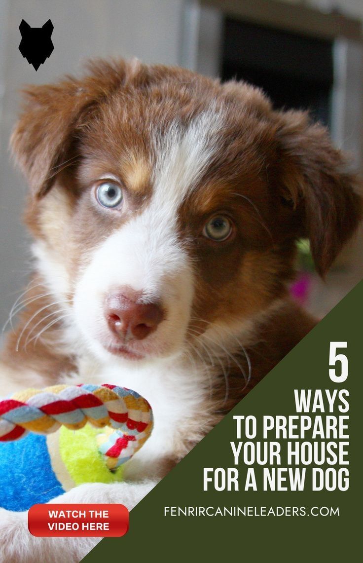 a puppy chewing on a toy with the title 5 ways to prepare your house for a new dog