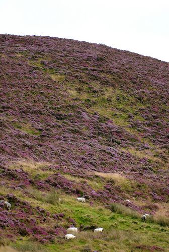 sheep grazing on the side of a hill covered in purple flowers and grass with trees