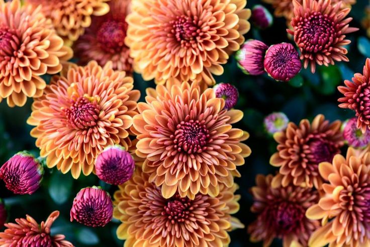 many orange and pink flowers with green stems