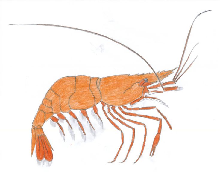 a drawing of a shrimp with long legs and claws on it's back end