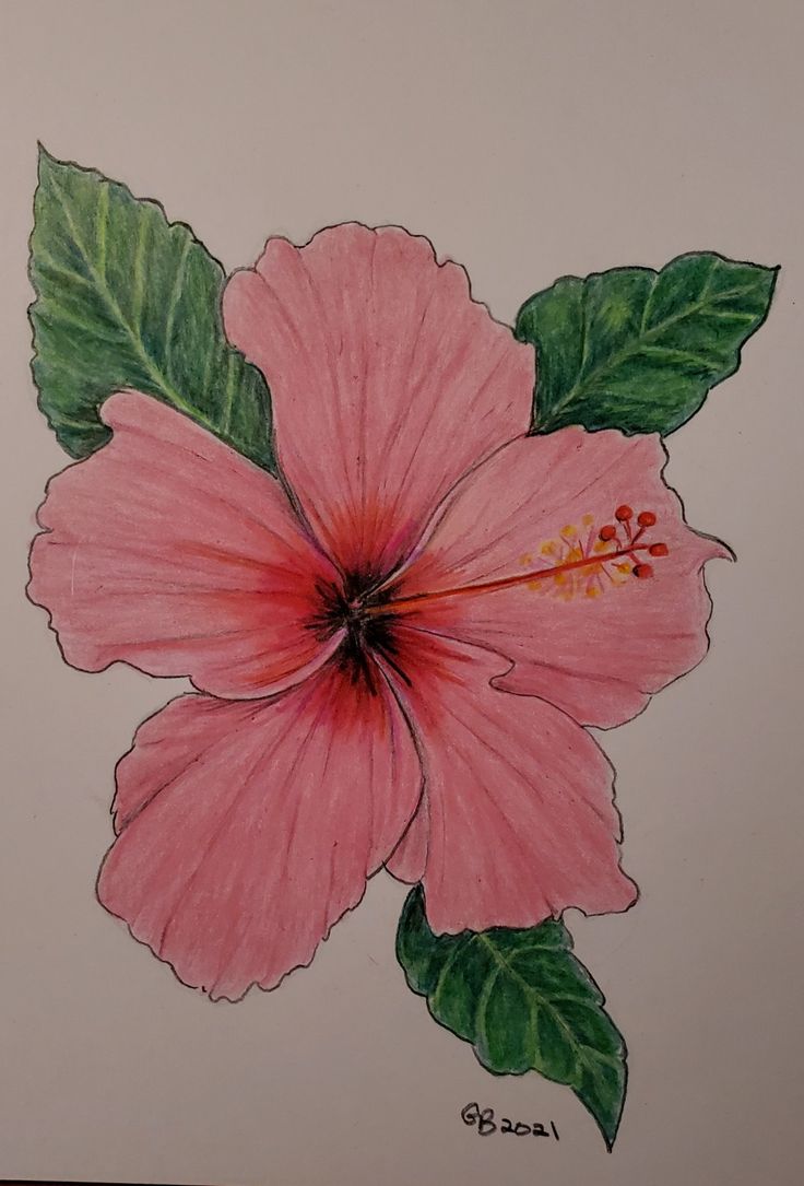 a drawing of a pink flower with green leaves on the bottom and red stamen