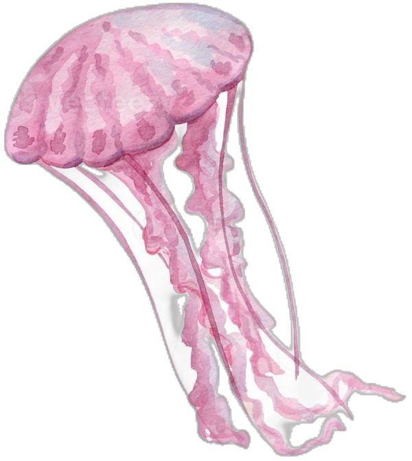 a drawing of a pink jellyfish on a white background