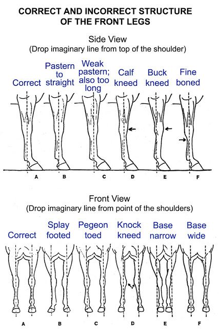 the diagram shows different types of legs