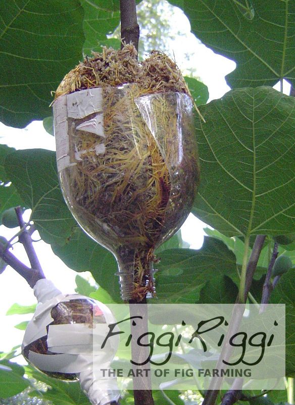 a bird nest hanging from a tree branch with leaves around it and the words frog rig written below