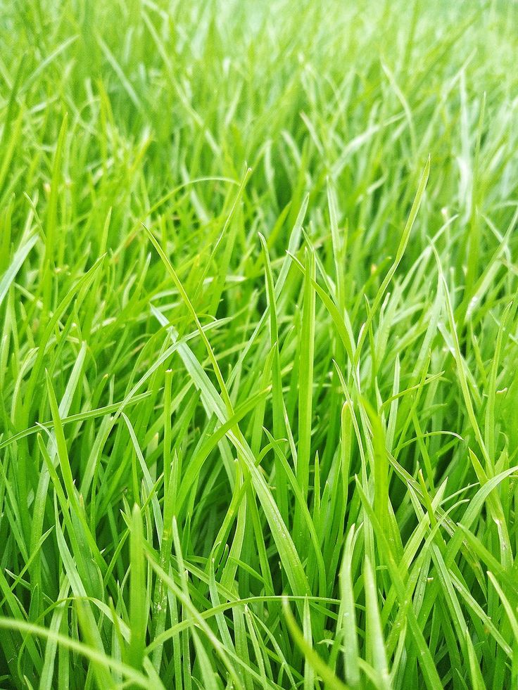 green grass is growing in the field