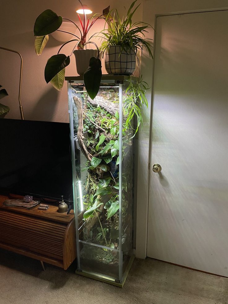 a tall glass container filled with plants next to a tv and plant potted on top of it