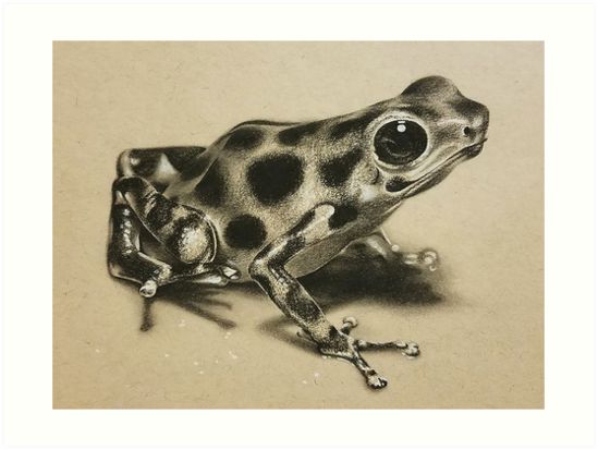 a black and white frog sitting on top of a floor