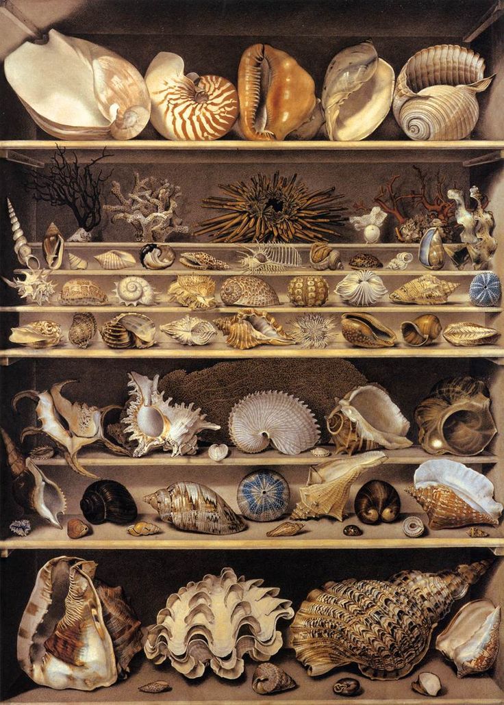 a shelf filled with lots of different types of seashells on top of each other