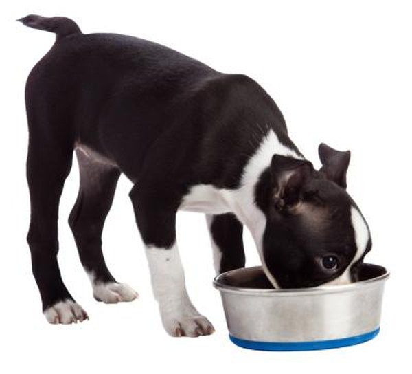 a small black and white dog eating out of a metal bowl