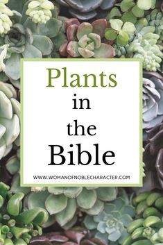 the words plants in the bible are surrounded by succulents and green leaves