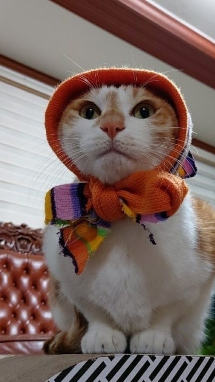 an orange and white cat wearing a hat with a scarf around it's neck