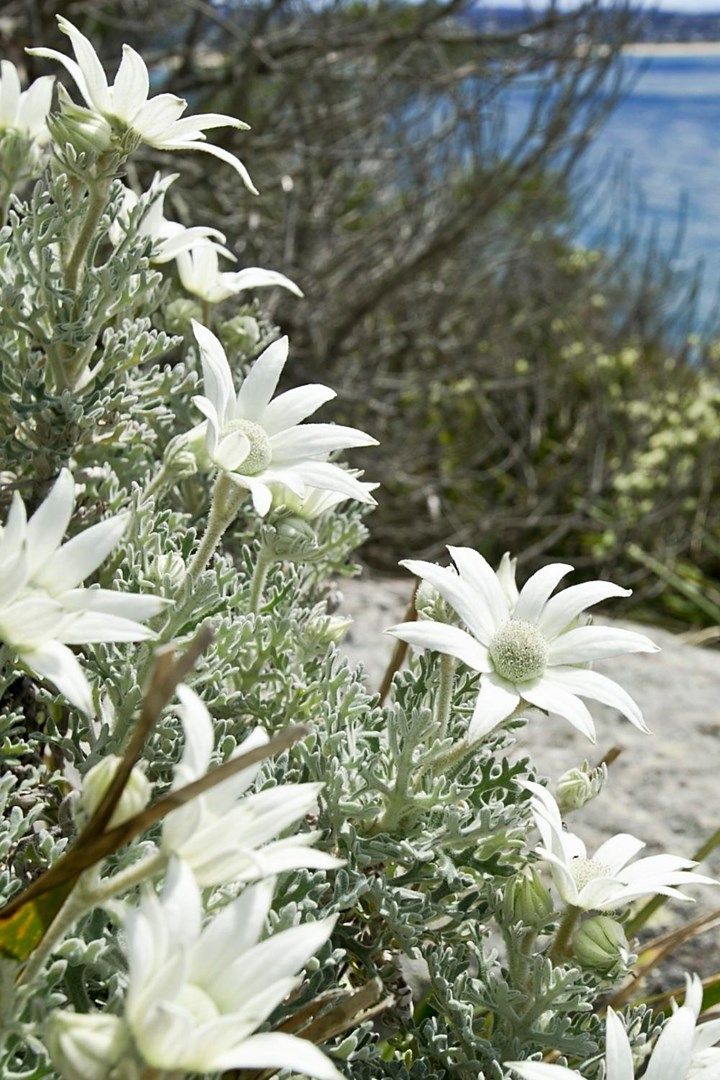 some white flowers are growing near the water