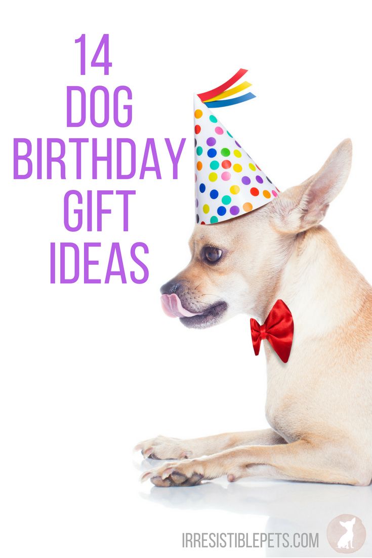 What do I buy my dog for its birthday?! We've rounded up of dog birthday gift ideas to help you out! In addition to a dog birthday cake, you need some fun dog toys too! Dog Birthday Gifts Ideas, Birthday Gifts For Dogs, Dog Birthday Present Ideas, Birthday Gift Ideas Diy, Dog Birthday Party Ideas, Jay Birthday, Dog Friendly Cake, Dog Birthday Presents, Dog Birthday Cake Recipe