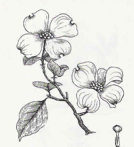 pen and ink dogwood branch - Google Search                                                                                                                                                                                 More Dogwood Tattoo, Dogwood Flower Tattoos, Yard Trees, Dogwood Blooms, Dogwood Branches, Dogwood Flower, Dogwood Blossoms, Dogwood Trees, Illustration Blume