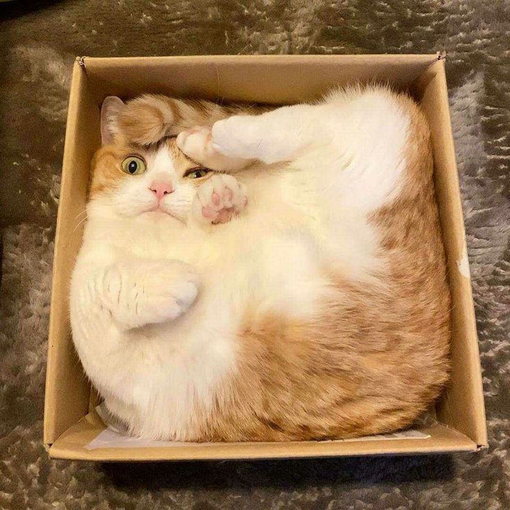 an orange and white cat laying in a box on its back with it's paws stretched out