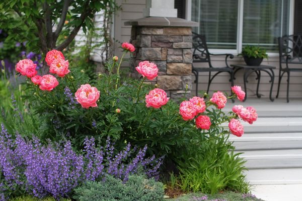 some pink flowers and purple plants in front of a house