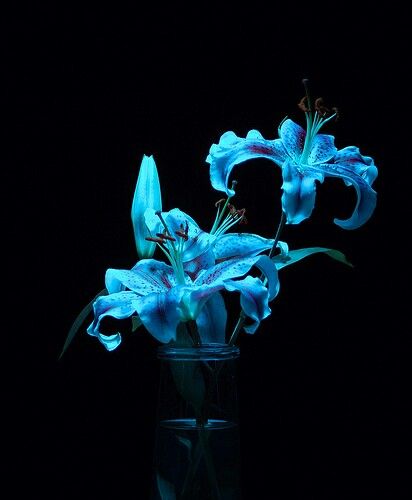 blue flowers are in a glass vase on a black background with light coming from the bottom